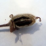 Open African Violet Seed Pod