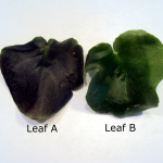 Leaves Compared