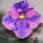 Party Fun Chimera African Violet